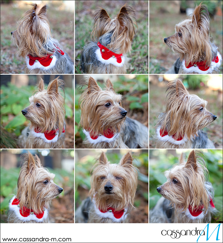 Cassandra-Mphotography_mocha_Christmas2013_0005