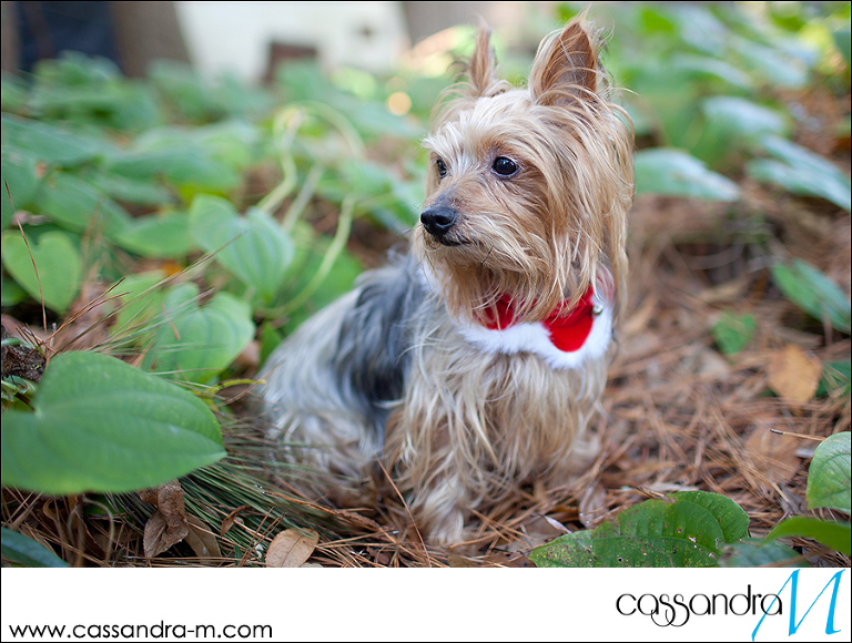 Cassandra-Mphotography_mocha_Christmas2013_0006