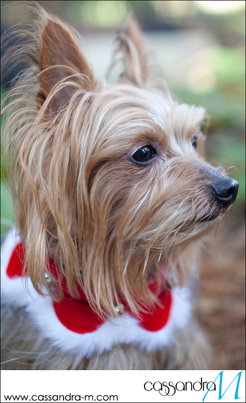 Cassandra-Mphotography_mocha_Christmas2013_0007