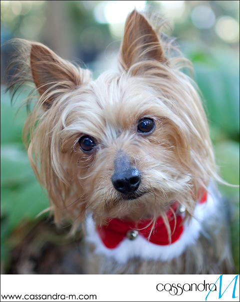 Cassandra-Mphotography_mocha_Christmas2013_0008