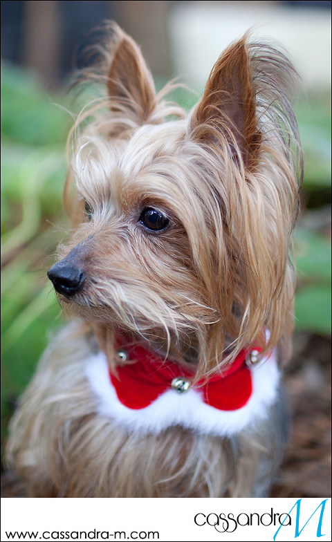 Cassandra-Mphotography_mocha_Christmas2013_0009