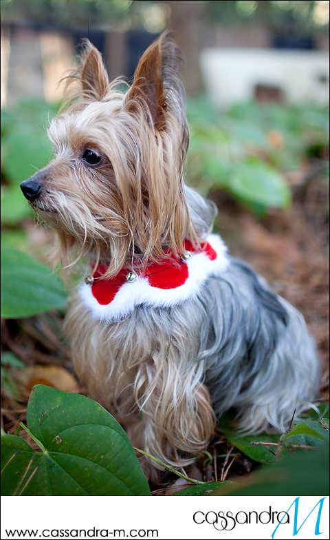 Cassandra-Mphotography_mocha_Christmas2013_0010