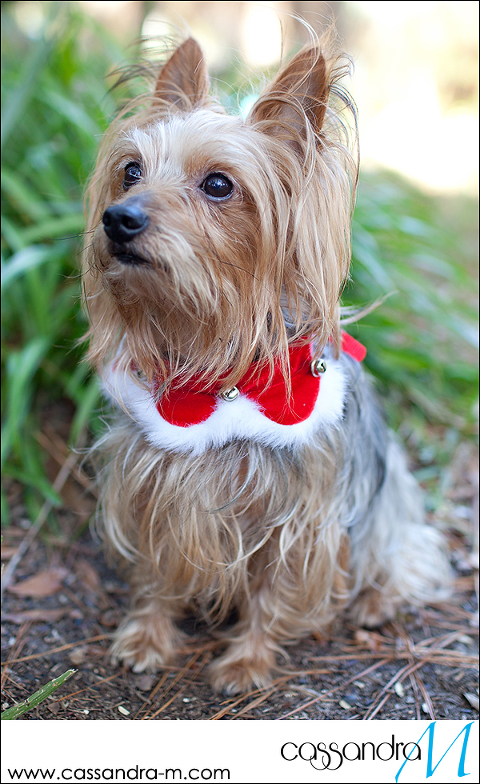Cassandra-Mphotography_mocha_Christmas2013_0011