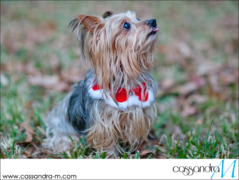 Cassandra-Mphotography_mocha_Christmas2013_0013