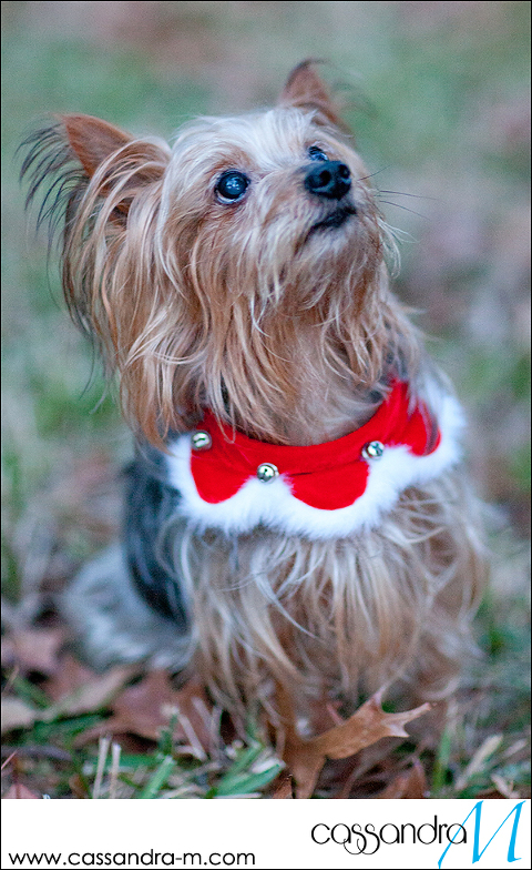 Cassandra-Mphotography_mocha_Christmas2013_0014