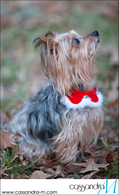 Cassandra-Mphotography_mocha_Christmas2013_0015