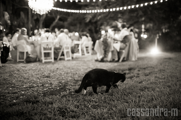 Hemingway House Wedding Photo Key West IMG_0041