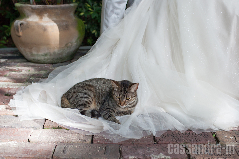 Key West Wedding Photographer_Hemingway House_Erin+Joshua_IMG_0030