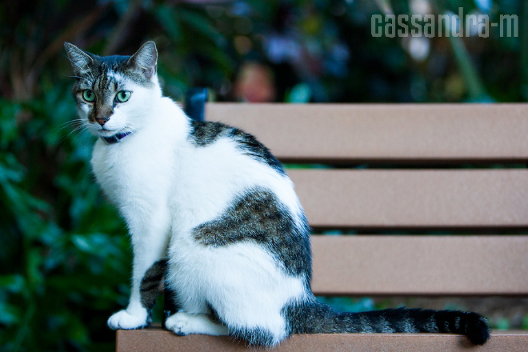 Key-West-Wedding-Photographer_Hemingway-Home_Wedding_IMG_030