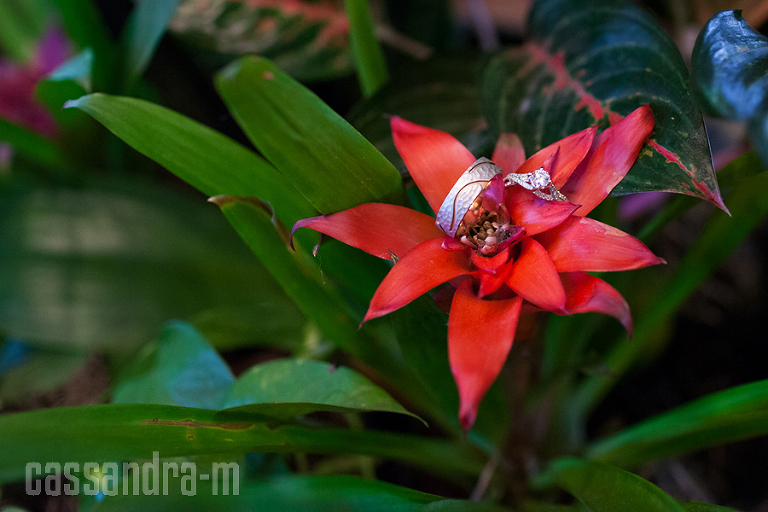 Key-West-Wedding-Photographer_Hemingway-Home_Wedding_AshleyDavid_IMG_0009